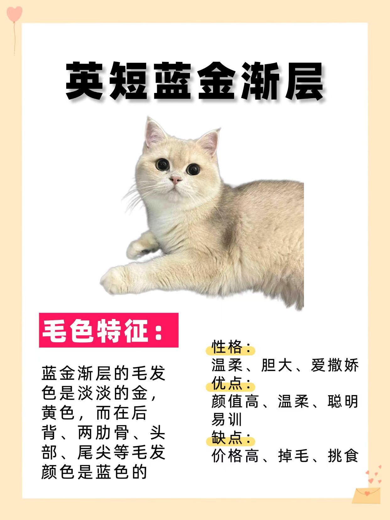 英短蓝金渐层