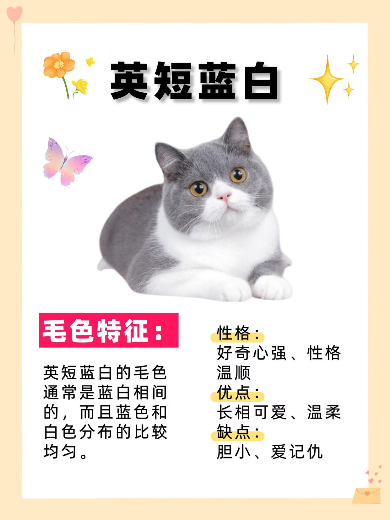 英短蓝白