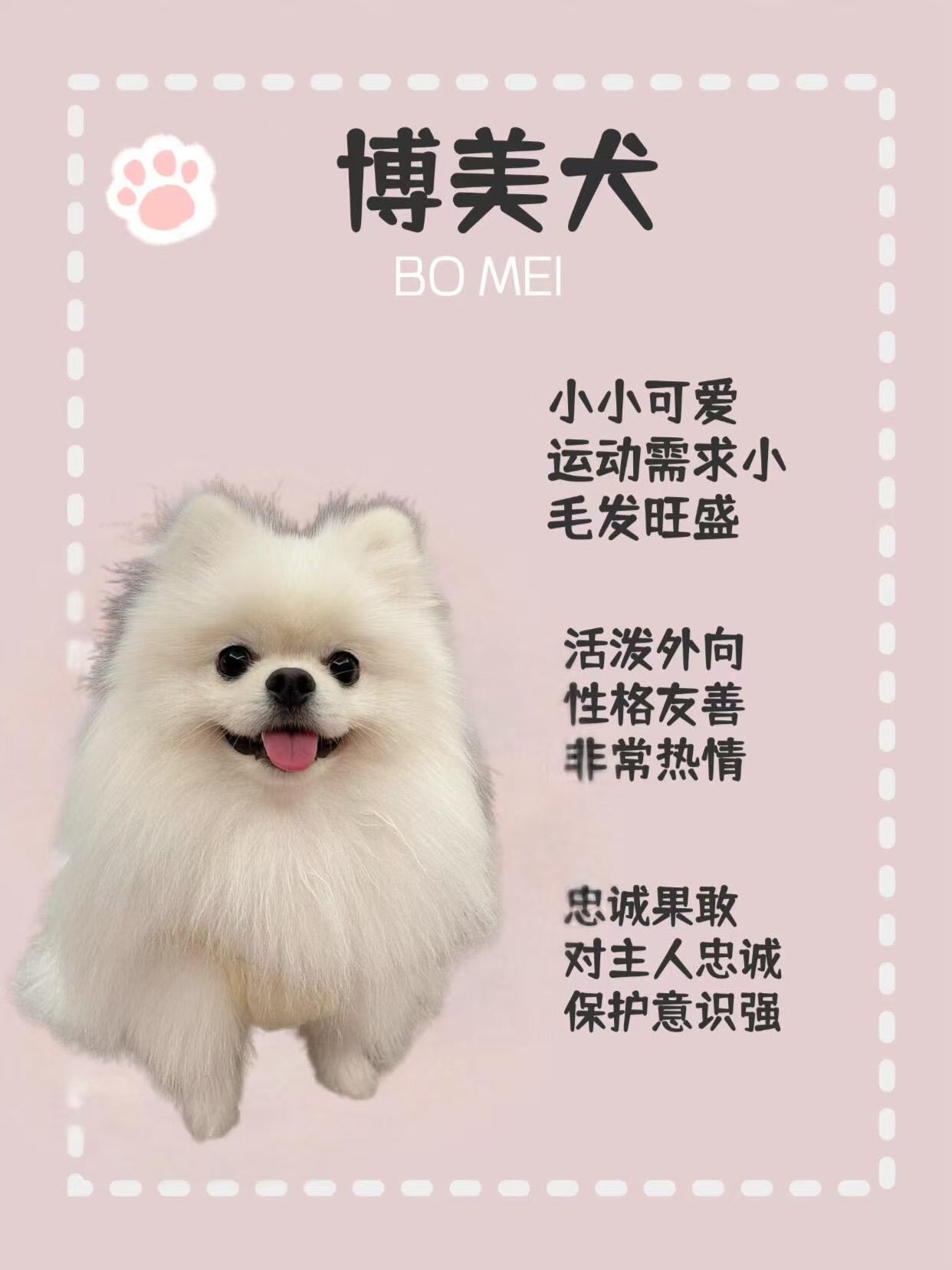 博美犬