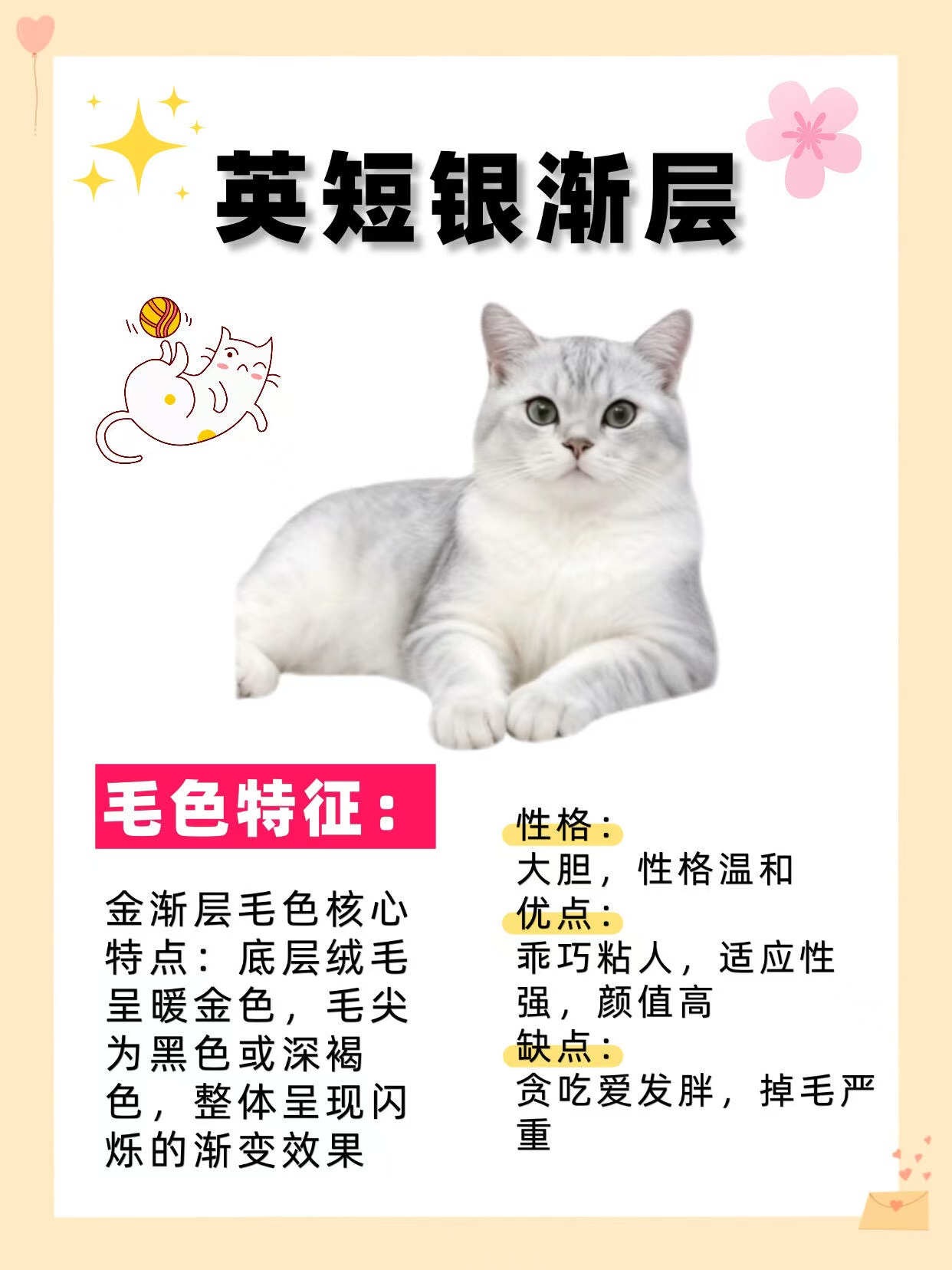 银渐层