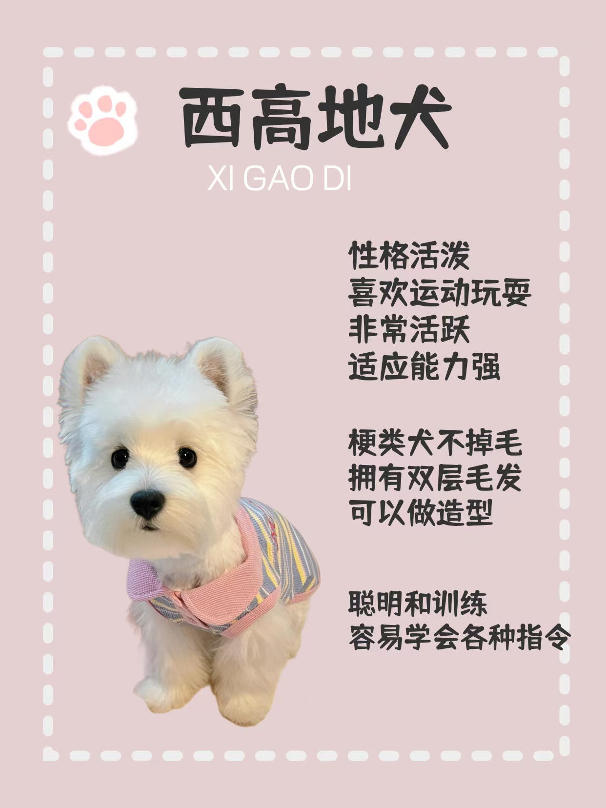 西高地犬