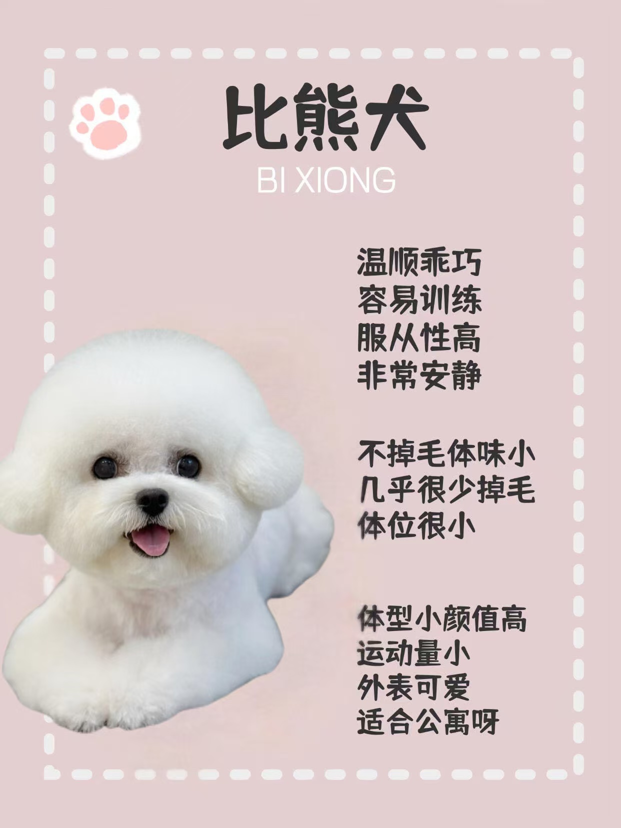 比熊犬